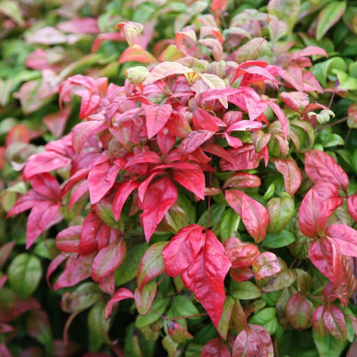 Nandina domestica 'Firepower'