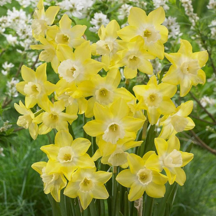 Daffodil - Narcissus 'Pipit'