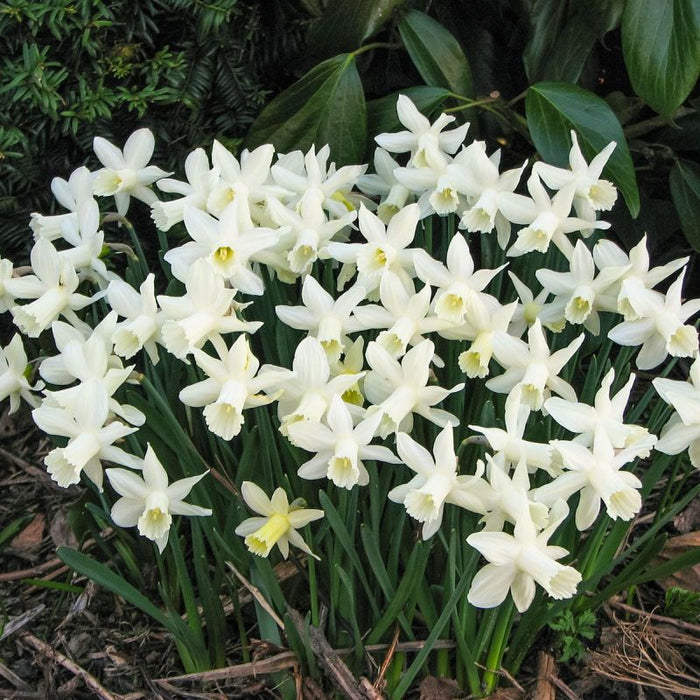 Daffodil - Narcissus 'Snow Baby'