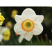 Daffodil - Narcissus 'Rainbow' Pack of 6