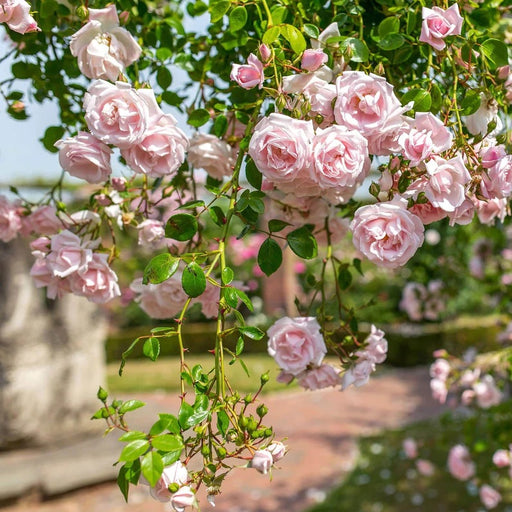 New Dawn Climbing Rose 4.5 Litre