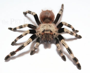 Brazillian Red and White Tarantula