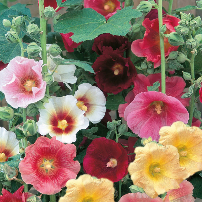 Hollyhock Country Dream Mix