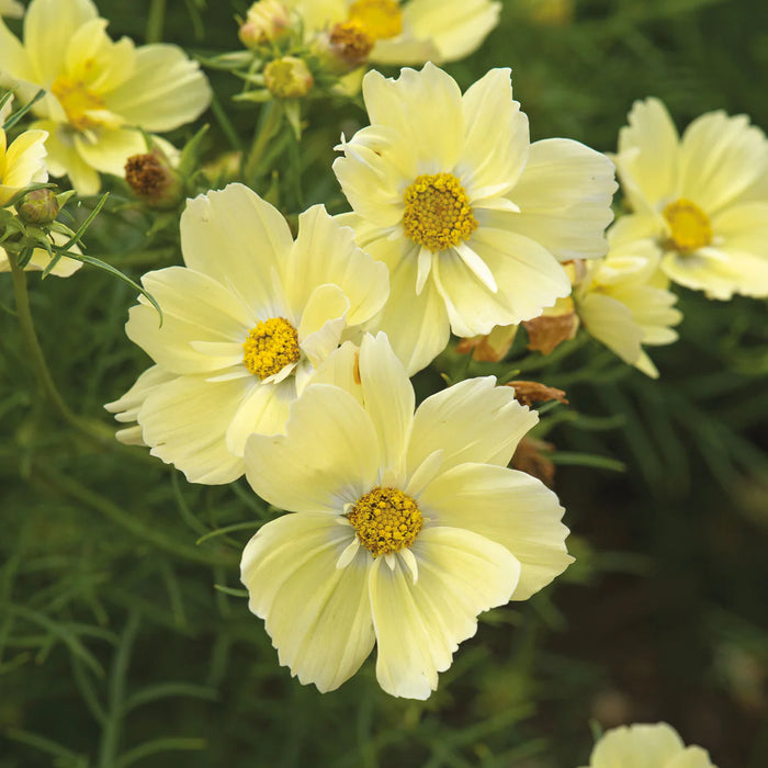 Cosmos Xanthos