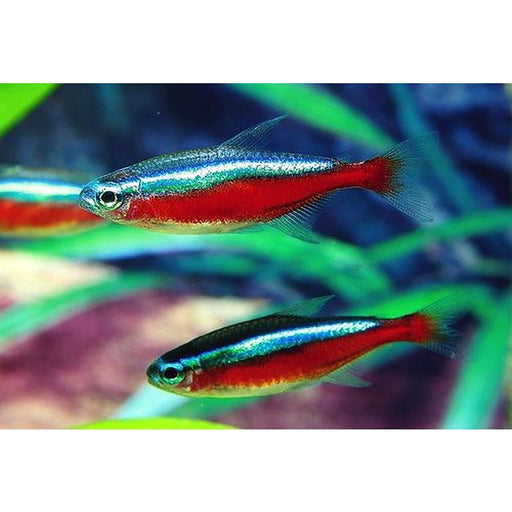 Cardinal Tetra XL