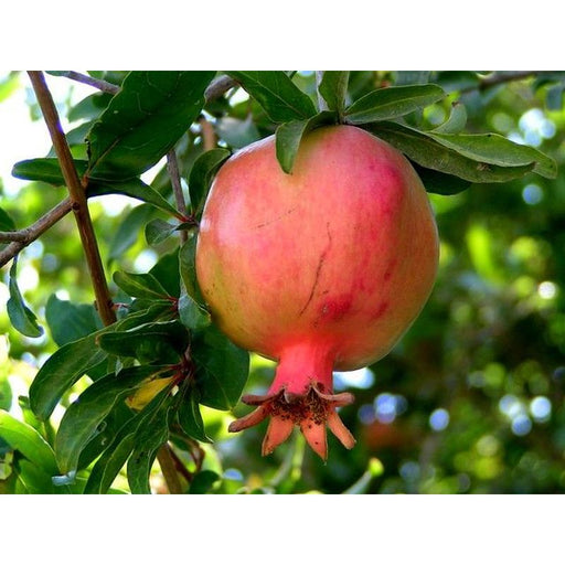 Pomegranite | Punica granatum