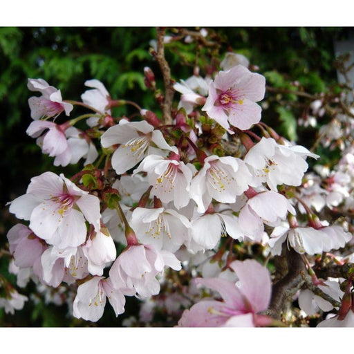 Prunus incisa 'Kojou-no-mai' - Dwarf Cherry Tree 40-60cm 2 Litre