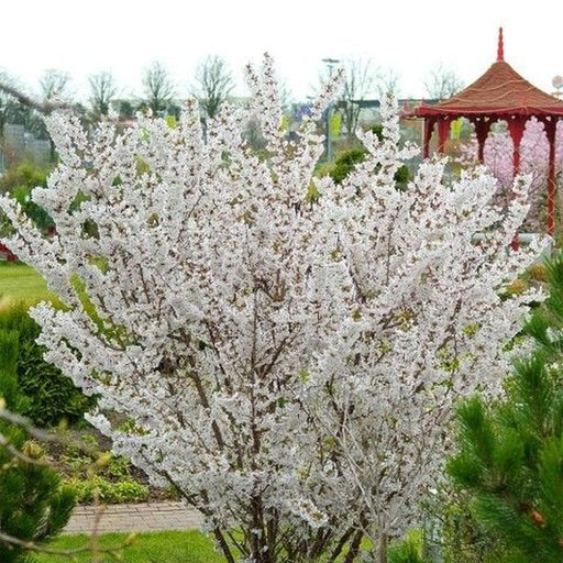 Prunus nipponica 'Brilliant' - Japanese Alpine Cherry Tree 40-60cm 2 Litre