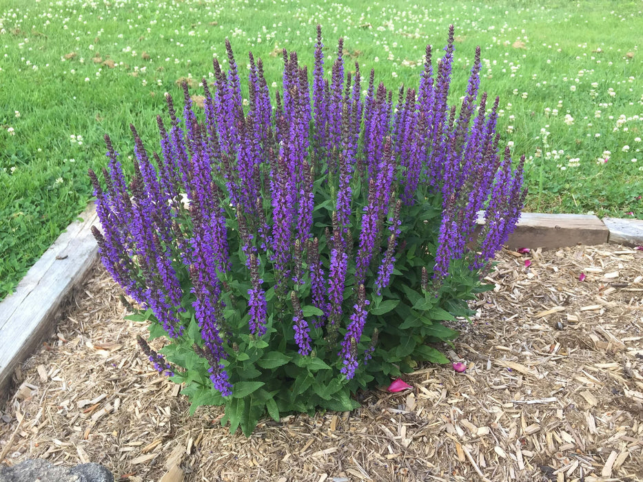 Salvia nemorosa 'East Friesland'