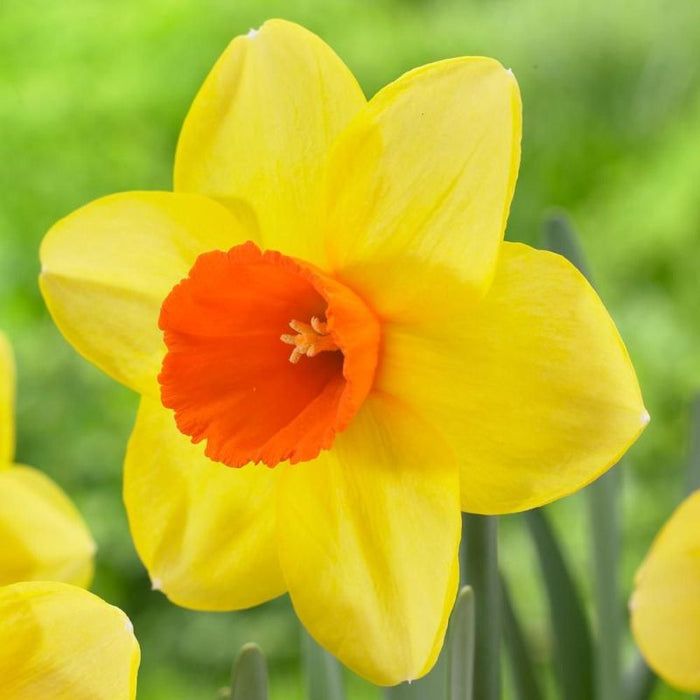 Daffodil - Narcissus 'Red Devon' 3kg