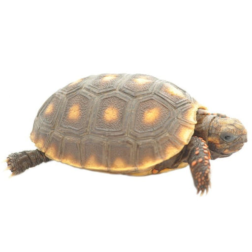 Red Foot Tortoise