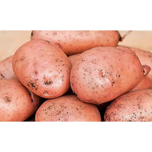 Sarpo Mira Seed Potatoes 2kg - Late Main Crop