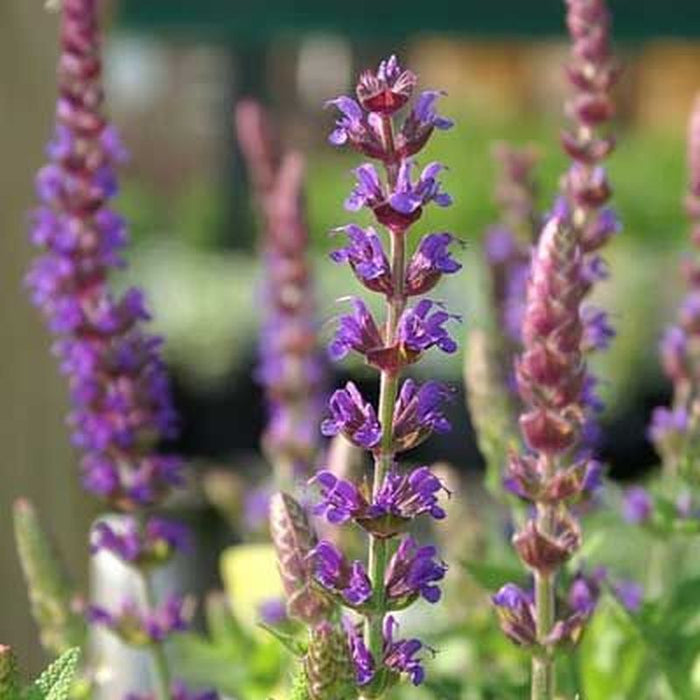 Salvia East Friesland 2L