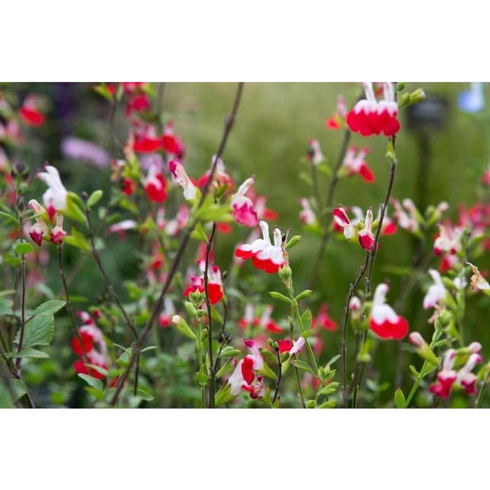 Salvia Hot Lips