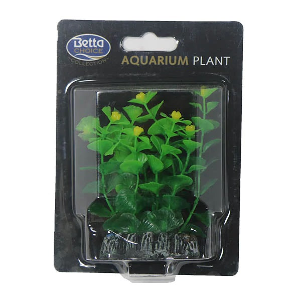 Small Bacopa 8cm