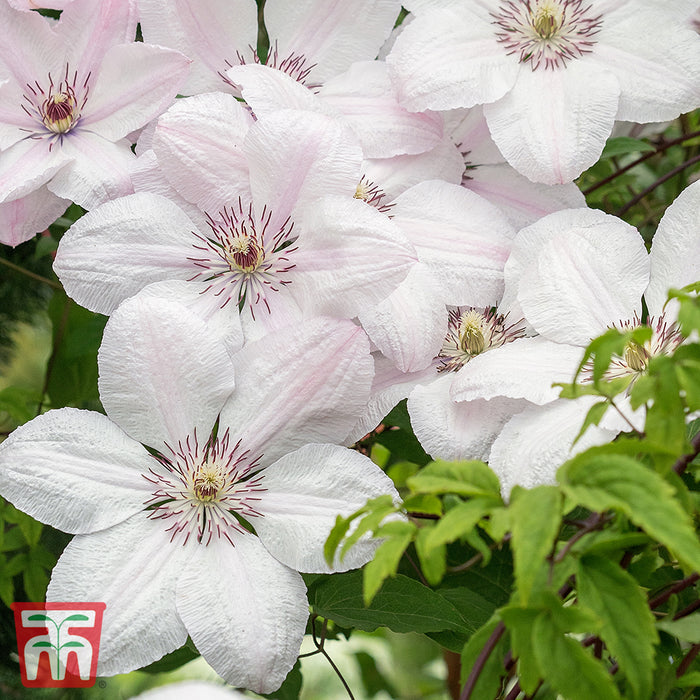 Clematis 'John Paul II'