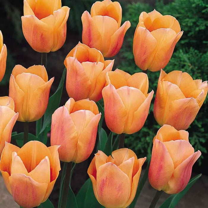 Tulip 'Apricona'