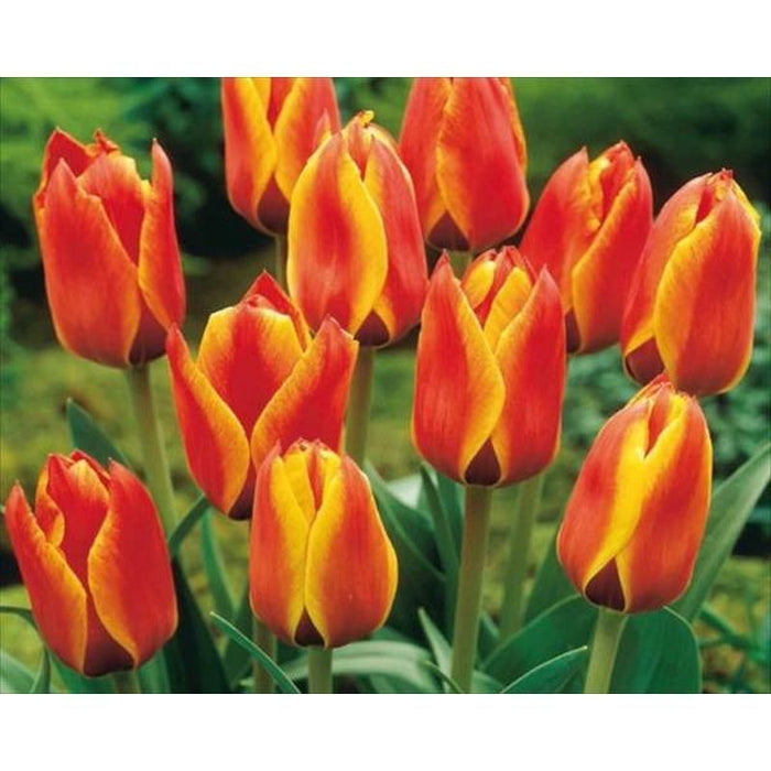 Tulip 'Cape Cod'