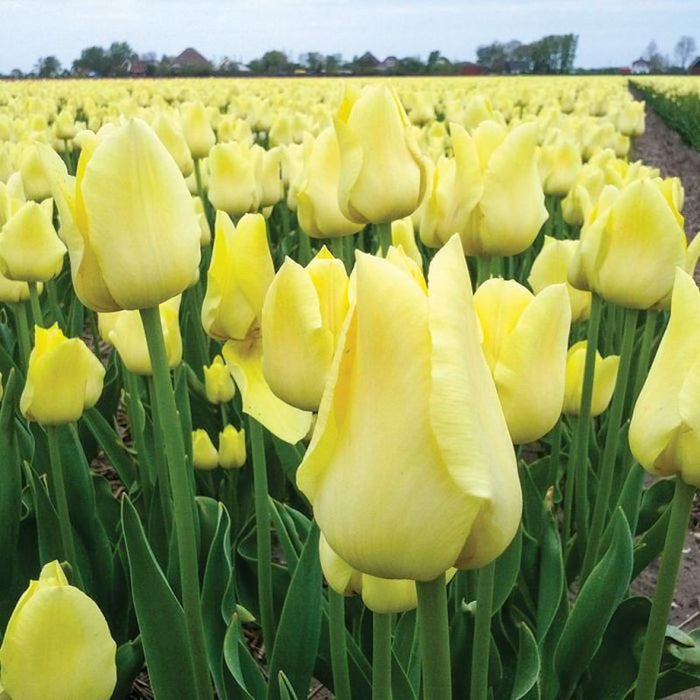 Tulip World Friendship