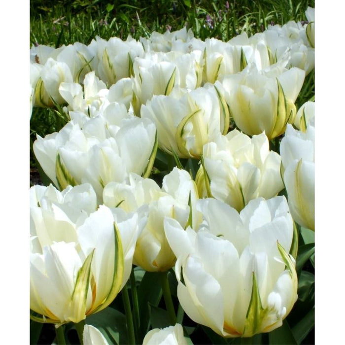 Tulip 'White Valley'