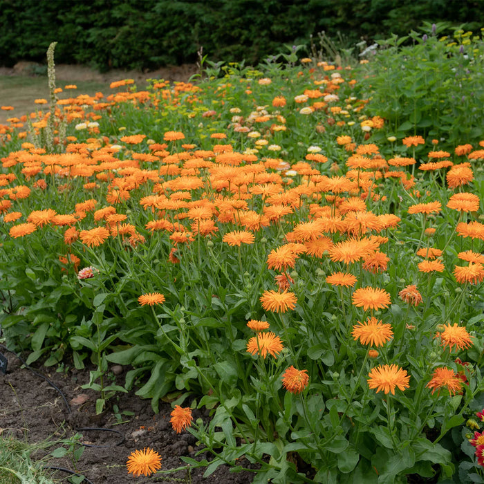 Calendula Needles And Pins