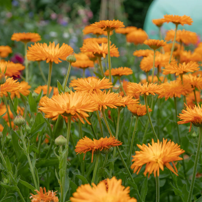 Calendula Needles And Pins