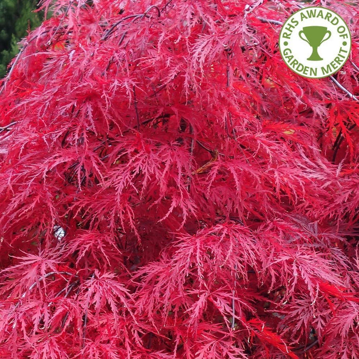 Acer Palmatum Dissectum (50-60cm - Tall)