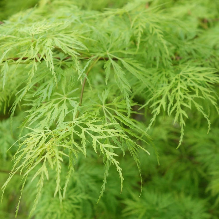 Acer Palmatum Dissectum (50-60cm - Tall)