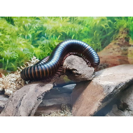 African Train Millipede