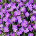 Aubrieta Audrey Blue