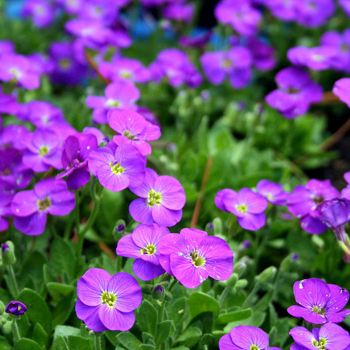 Aubrieta Audrey Blue