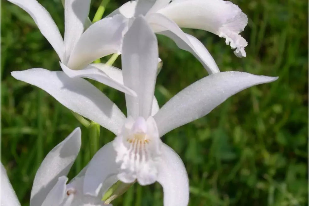 Bletilla striata 'Alba' | Chinese Ground Orchid P9