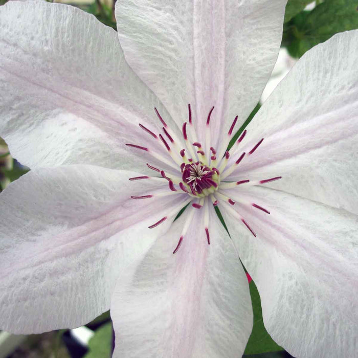 Clematis 'John Paul II'