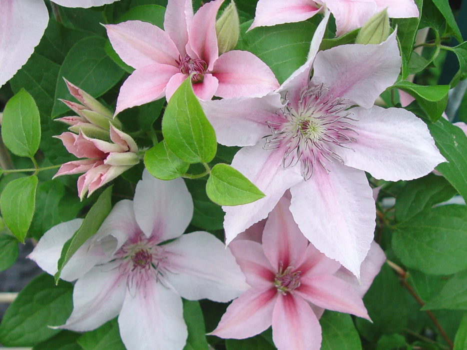 Clematis 'John Paul II'