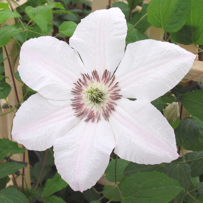 Clematis 'John Paul II'