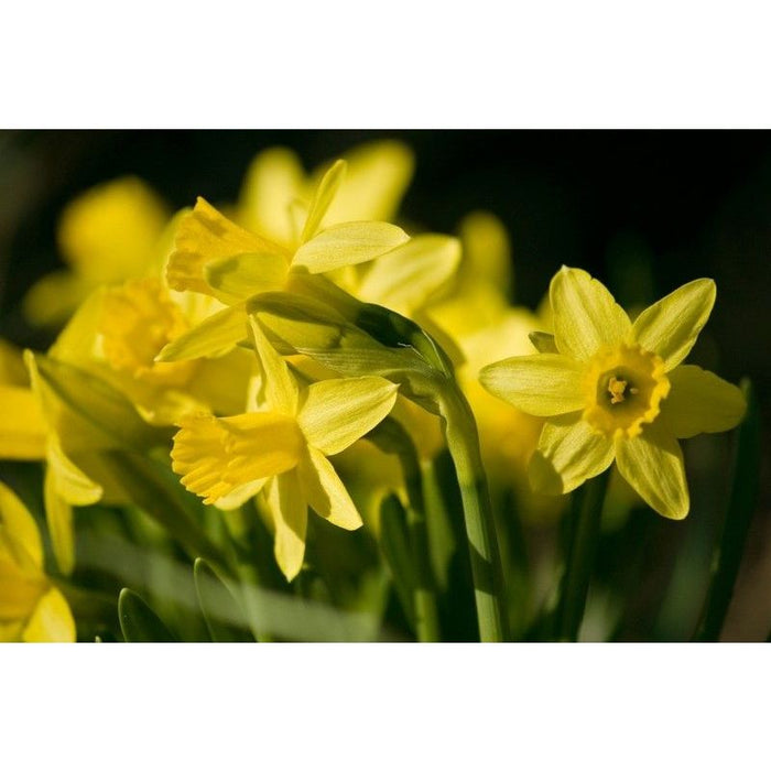 Daffodil - Nacissus 'Tete a Tete' Pack of 18